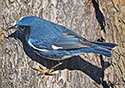 Dendroica Caerulescens